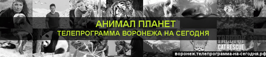 Телепрограмма на сегодня канала Анимал Планет, Воронеж